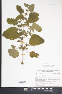 Melissa officinalis image