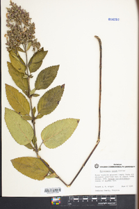 Scutellaria incana image