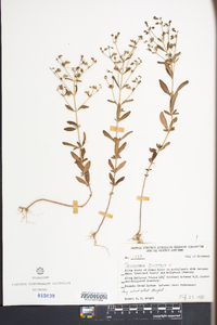 Trichostema dichotomum image