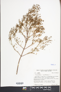 Trichostema dichotomum image