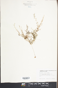 Utricularia gibba image