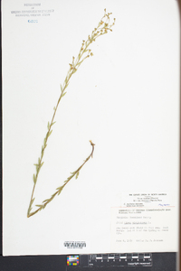 Linum medium var. texanum image