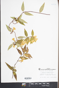 Gelsemium sempervirens image