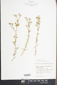 Polypremum procumbens image