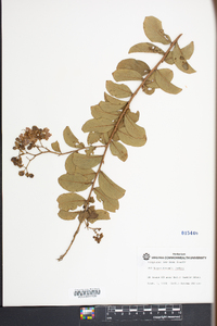 Lagerstroemia indica image