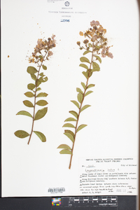 Lagerstroemia indica image