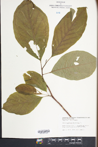 Magnolia acuminata image