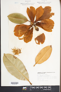 Magnolia grandiflora image