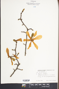 Magnolia stellata image