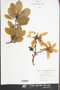 Magnolia stellata image