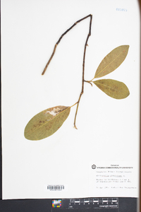 Magnolia virginiana image