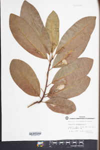 Magnolia virginiana image