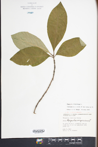 Magnolia virginiana image