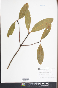 Magnolia virginiana image