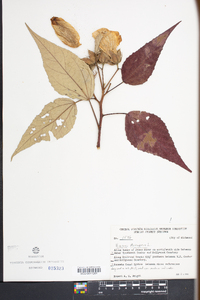 Hibiscus moscheutos image