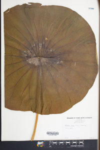 Nelumbo lutea image