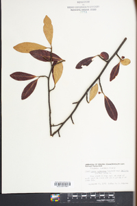 Nyssa sylvatica var. biflora image