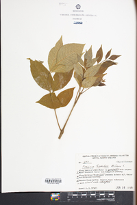 Fraxinus tomentosa image