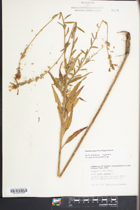 Oenothera gaura image