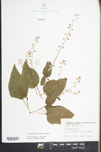 Circaea canadensis image