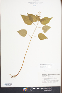 Circaea canadensis image