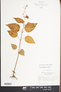 Circaea canadensis image