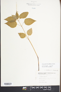 Circaea canadensis image