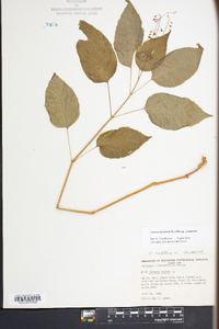 Circaea canadensis image