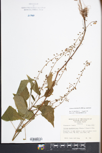 Circaea canadensis image