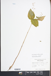 Circaea canadensis image