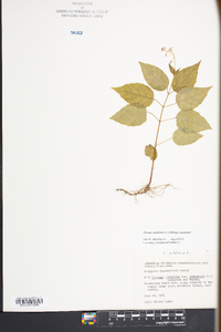 Circaea canadensis image