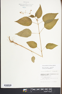 Circaea canadensis image