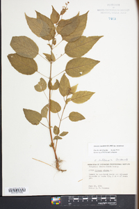 Circaea canadensis image