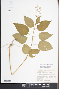 Circaea canadensis image