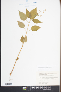 Circaea canadensis image