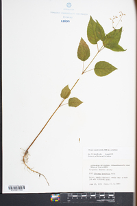 Circaea canadensis image