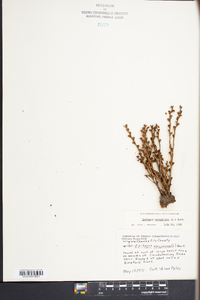 Epifagus virginiana image