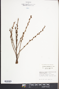 Epifagus virginiana image