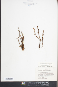 Epifagus virginiana image