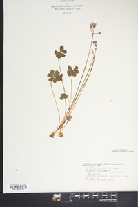 Oxalis violacea image