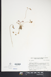 Oxalis violacea image