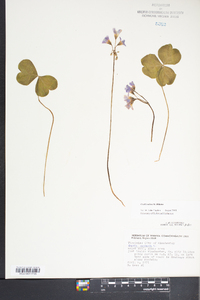 Oxalis rubra image