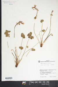 Oxalis rubra image