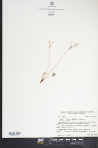 Oxalis rubra image