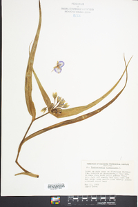 Tradescantia virginiana image