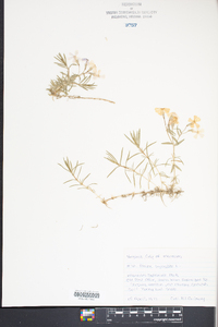 Phlox subulata image