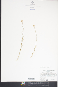 Polygala curtissii image