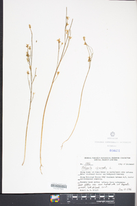 Polygala incarnata image