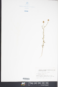 Polygala mariana image
