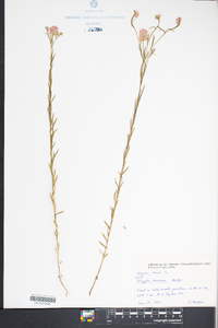 Polygala mariana image